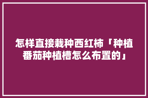 怎样直接栽种西红柿「种植番茄种植槽怎么布置的」 怎样直接栽种西红柿「种植番茄种植槽怎么布置的」 农业常识