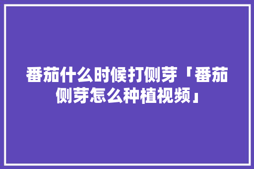 番茄什么时候打侧芽「番茄侧芽怎么种植视频」 番茄什么时候打侧芽「番茄侧芽怎么种植视频」 番茄病虫害防治