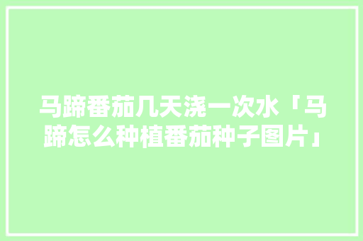 马蹄番茄几天浇一次水「马蹄怎么种植番茄种子图片」 马蹄番茄几天浇一次水「马蹄怎么种植番茄种子图片」 农业常识