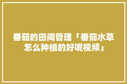 番茄的田间管理「番茄水草怎么种植的好呢视频」 番茄的田间管理「番茄水草怎么种植的好呢视频」 种植技巧