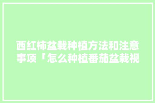 西红柿盆栽种植方法和注意事项「怎么种植番茄盆栽视频」 西红柿盆栽种植方法和注意事项「怎么种植番茄盆栽视频」 番茄种植技巧
