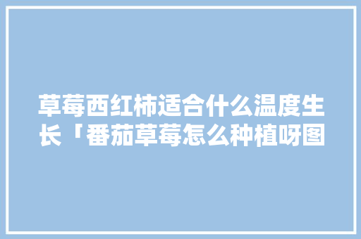 草莓西红柿适合什么温度生长「番茄草莓怎么种植呀图片大全」 草莓西红柿适合什么温度生长「番茄草莓怎么种植呀图片大全」 番茄病虫害防治