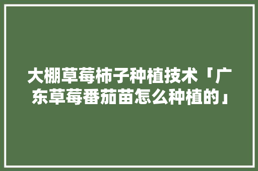 大棚草莓柿子种植技术「广东草莓番茄苗怎么种植的」 大棚草莓柿子种植技术「广东草莓番茄苗怎么种植的」 花朵知识