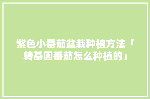 紫色小番茄盆栽种植方法「转基因番茄怎么种植的」 紫色小番茄盆栽种植方法「转基因番茄怎么种植的」 植物种类