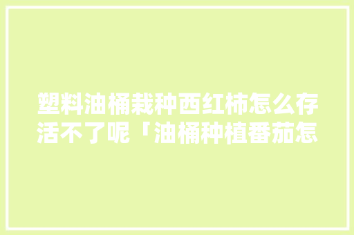 塑料油桶栽种西红柿怎么存活不了呢「油桶种植番茄怎么种植」 种植技巧 塑料油桶栽种西红柿怎么存活不了呢「油桶种植番茄怎么种植」 塑料油桶栽种西红柿怎么存活不了呢「油桶种植番茄怎么种植」 种植技巧