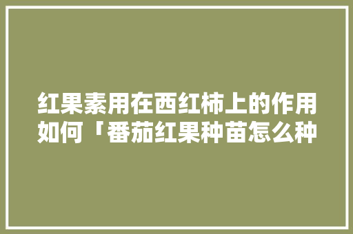 红果素用在西红柿上的作用如何「番茄红果种苗怎么种植视频」