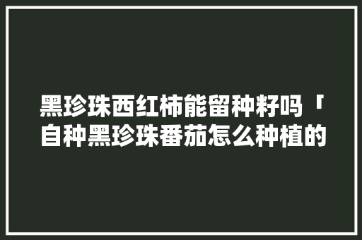 黑珍珠西红柿能留种籽吗「自种黑珍珠番茄怎么种植的」 黑珍珠西红柿能留种籽吗「自种黑珍珠番茄怎么种植的」 番茄种植技巧