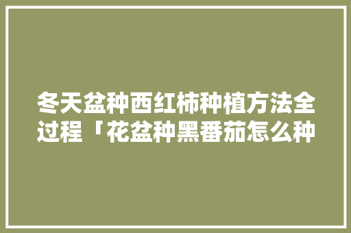 冬天盆种西红柿种植方法全过程「花盆种黑番茄怎么种植视频」 冬天盆种西红柿种植方法全过程「花盆种黑番茄怎么种植视频」 土壤施肥