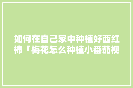 如何在自己家中种植好西红柿「梅花怎么种植小番茄视频」 如何在自己家中种植好西红柿「梅花怎么种植小番茄视频」 种植技巧