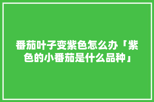 番茄叶子变紫色怎么办「紫色的小番茄是什么品种」 番茄叶子变紫色怎么办「紫色的小番茄是什么品种」 种植技巧
