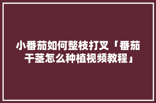 小番茄如何整枝打叉「番茄干茎怎么种植视频教程」 小番茄如何整枝打叉「番茄干茎怎么种植视频教程」 土壤施肥