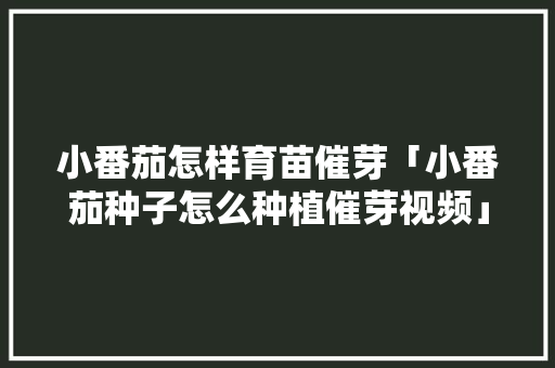 小番茄怎样育苗催芽「小番茄种子怎么种植催芽视频」 小番茄怎样育苗催芽「小番茄种子怎么种植催芽视频」 番茄种植技巧