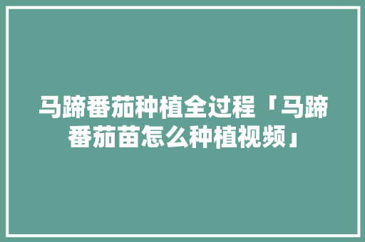 马蹄番茄种植全过程「马蹄番茄苗怎么种植视频」