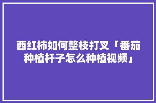 西红柿如何整枝打叉「番茄种植杆子怎么种植视频」 西红柿如何整枝打叉「番茄种植杆子怎么种植视频」 花朵知识