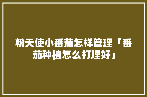 粉天使小番茄怎样管理「番茄种植怎么打理好」 粉天使小番茄怎样管理「番茄种植怎么打理好」 种植技巧