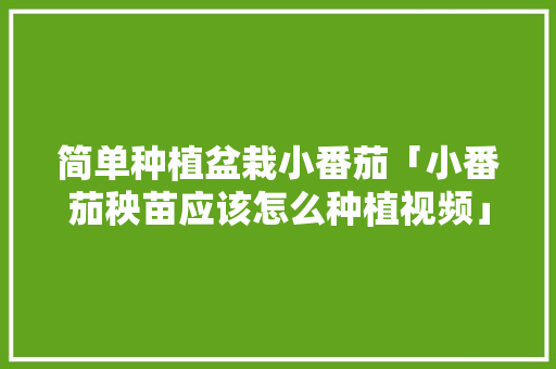 简单种植盆栽小番茄「小番茄秧苗应该怎么种植视频」 简单种植盆栽小番茄「小番茄秧苗应该怎么种植视频」 土壤施肥