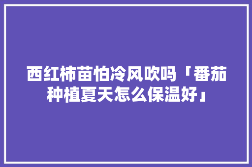 西红柿苗怕冷风吹吗「番茄种植夏天怎么保温好」 西红柿苗怕冷风吹吗「番茄种植夏天怎么保温好」 种植技巧