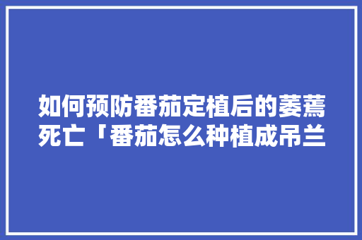 如何预防番茄定植后的萎蔫死亡「番茄怎么种植成吊兰的」 如何预防番茄定植后的萎蔫死亡「番茄怎么种植成吊兰的」 番茄病虫害防治