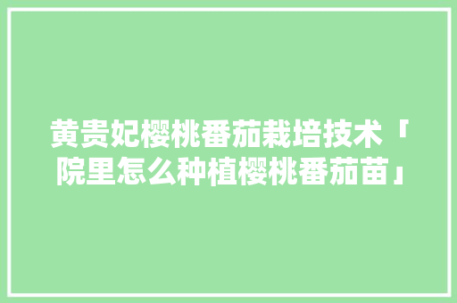 黄贵妃樱桃番茄栽培技术「院里怎么种植樱桃番茄苗」 黄贵妃樱桃番茄栽培技术「院里怎么种植樱桃番茄苗」 土壤施肥