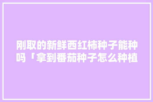 刚取的新鲜西红柿种子能种吗「拿到番茄种子怎么种植呢」 刚取的新鲜西红柿种子能种吗「拿到番茄种子怎么种植呢」 番茄病虫害防治