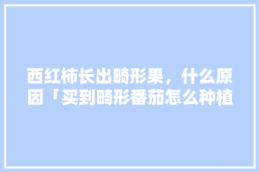 西红柿长出畸形果，什么原因「买到畸形番茄怎么种植呢视频」