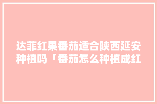 达菲红果番茄适合陕西延安种植吗「番茄怎么种植成红果子」