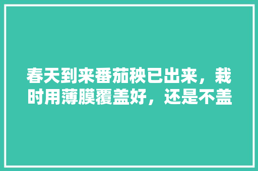 春天到来番茄秧已出来，栽时用薄膜覆盖好，还是不盖好，为什么「番茄种植怎么用薄膜保存」