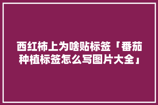 西红柿上为啥贴标签「番茄种植标签怎么写图片大全」