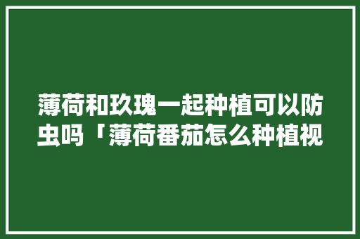薄荷和玖瑰一起种植可以防虫吗「薄荷番茄怎么种植视频」 薄荷和玖瑰一起种植可以防虫吗「薄荷番茄怎么种植视频」 番茄种植技巧
