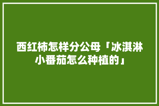 西红柿怎样分公母「冰淇淋小番茄怎么种植的」 西红柿怎样分公母「冰淇淋小番茄怎么种植的」 土壤施肥
