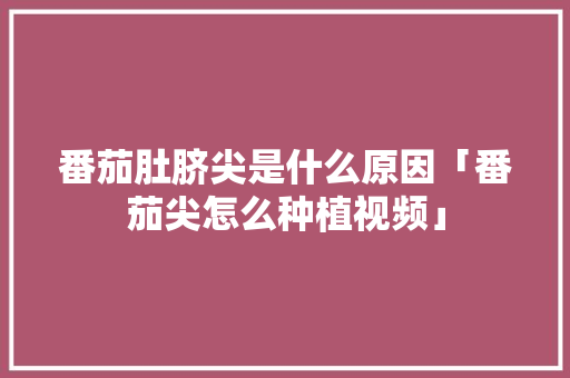 番茄肚脐尖是什么原因「番茄尖怎么种植视频」 番茄肚脐尖是什么原因「番茄尖怎么种植视频」 土壤施肥