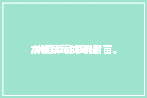 水种草莓的莳植本领,水培草莓怎样育苗。