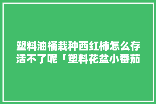 塑料油桶栽种西红柿怎么存活不了呢「塑料花盆小番茄怎么种植视频」 塑料油桶栽种西红柿怎么存活不了呢「塑料花盆小番茄怎么种植视频」 农业常识