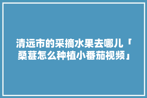 清远市的采摘水果去哪儿「桑葚怎么种植小番茄视频」