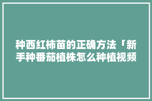 种西红柿苗的正确方法「新手种番茄植株怎么种植视频」 种西红柿苗的正确方法「新手种番茄植株怎么种植视频」 花朵知识