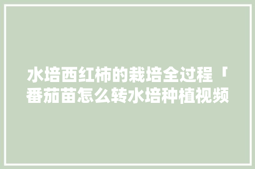水培西红柿的栽培全过程「番茄苗怎么转水培种植视频」 水培西红柿的栽培全过程「番茄苗怎么转水培种植视频」 花朵知识