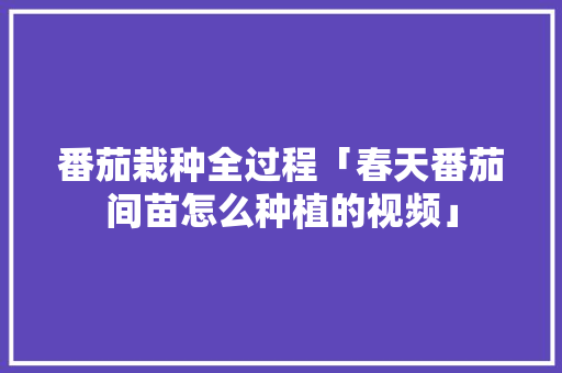 番茄栽种全过程「春天番茄间苗怎么种植的视频」 番茄栽种全过程「春天番茄间苗怎么种植的视频」 土壤施肥