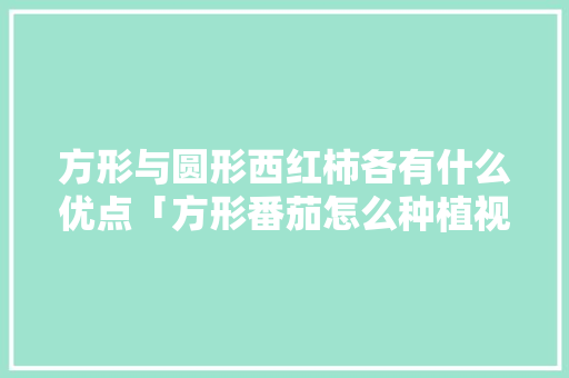 方形与圆形西红柿各有什么优点「方形番茄怎么种植视频」