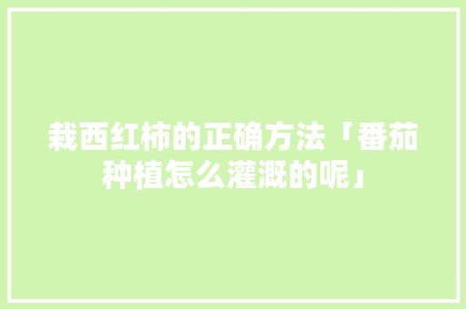 栽西红柿的正确方法「番茄种植怎么灌溉的呢」 农业常识 栽西红柿的正确方法「番茄种植怎么灌溉的呢」 栽西红柿的正确方法「番茄种植怎么灌溉的呢」 农业常识