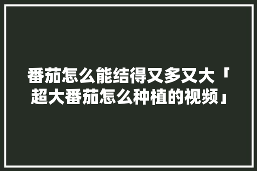 番茄怎么能结得又多又大「超大番茄怎么种植的视频」 番茄怎么能结得又多又大「超大番茄怎么种植的视频」 土壤施肥
