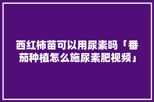 西红柿苗可以用尿素吗「番茄种植怎么施尿素肥视频」