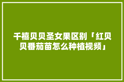 千禧贝贝圣女果区别「红贝贝番茄苗怎么种植视频」