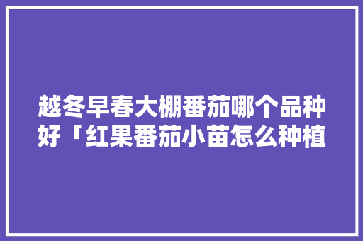 越冬早春大棚番茄哪个品种好「红果番茄小苗怎么种植视频」 越冬早春大棚番茄哪个品种好「红果番茄小苗怎么种植视频」 种植技巧