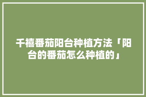 千禧番茄阳台种植方法「阳台的番茄怎么种植的」
