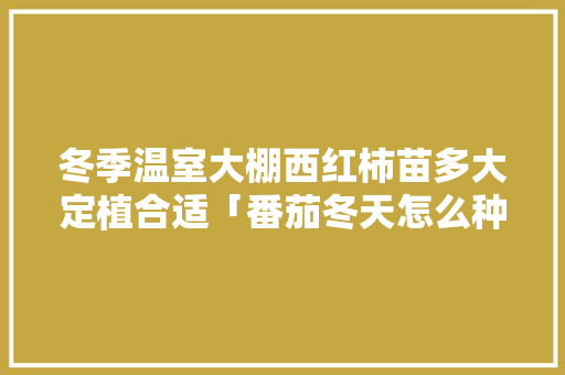 冬季温室大棚西红柿苗多大定植合适「番茄冬天怎么种植大棚视频」 冬季温室大棚西红柿苗多大定植合适「番茄冬天怎么种植大棚视频」 植物种类