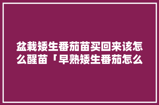 盆栽矮生番茄苗买回来该怎么醒苗「早熟矮生番茄怎么种植视频」 盆栽矮生番茄苗买回来该怎么醒苗「早熟矮生番茄怎么种植视频」 土壤施肥