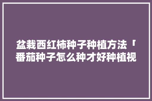 盆栽西红柿种子种植方法「番茄种子怎么种才好种植视频」 盆栽西红柿种子种植方法「番茄种子怎么种才好种植视频」 番茄种植技巧