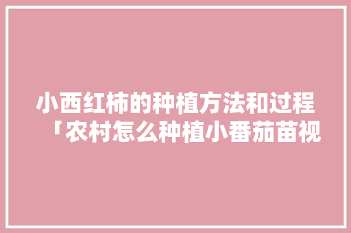 小西红柿的种植方法和过程「农村怎么种植小番茄苗视频」 小西红柿的种植方法和过程「农村怎么种植小番茄苗视频」 农业常识