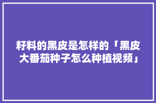 籽料的黑皮是怎样的「黑皮大番茄种子怎么种植视频」