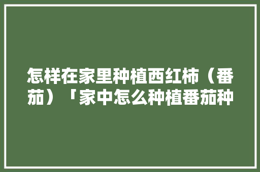 怎样在家里种植西红柿（番茄）「家中怎么种植番茄种子」 怎样在家里种植西红柿（番茄）「家中怎么种植番茄种子」 番茄种植技巧